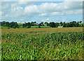 A crop of maize in CA11 9RF