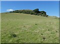 Copse on Quarry Hill in DT6 6HU