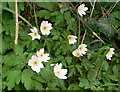 Wood anemone (Anemone nemorosa) in LL16 5EY