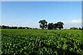 Beet fields between Garnsgate and Long Sutton in PE12 9BP