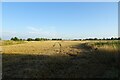 Field beside the A17 in PE12 9BP