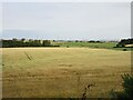 Barley field near Hillbrae in AB23 8XJ