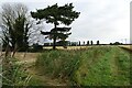 Pine tree between Fleet and Gedney in PE12 0BT