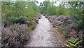 Heather-lined path on Ockham Common in KT11 1NA