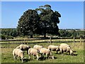 A Fine Flock of Sheep grazing peacefully at Smeaton in EH40 3ED