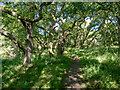 Wooded stretch of the Wildcat Trail close to the River Spey in PH20 1AR