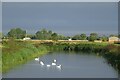 Swans on South Holland Main Drain in PE12 0EP