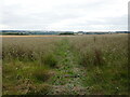 Footpath through a field of thistles in NG32 3RG