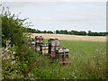 Beehives near Glebe Plantation in NG32 3RG