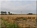A field seen from Workhouse Lane, Hogsthorpe in PE24 5QH