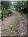 Track into Beddick Wood, Monmouthshire in NP25 4TN