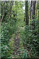 Boardwalk through Fordham Woods in CB7 5PD