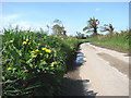 Dandelions by the roadside in NR28 9SY