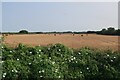 Harvested field by Barcham Road in Soham North Ward