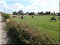 A field of donkeys by Low Farm in DN33 2LD