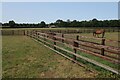 Horses by Snailwell Road in CB8 7XL