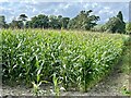 Field of maize in SY22 6AZ
