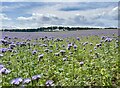 A field of Lacy Phacelia (Purple Tansy) in NE66 3JZ