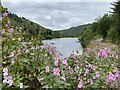 Himalayan balsam in Cwm Corrwg in Cymer and Glyncorrwg Community