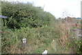 Overgrown path by Generals Lane, Boreham in CM3 3HW