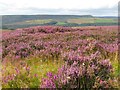 Heather in full bloom in YO62 7JJ