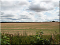 Harvested field in NR12 7JU