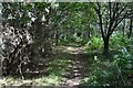 Straight path in the woods at West Walk in PO17 6JR