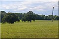 Staple Fitzpaine : Grassy Field in TA3 5BB