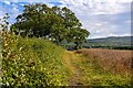 Staple Fitzpaine : Grassy Field in TA3 5BL