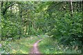 Staple Fitzpaine : Oakley Copse Footpath in TA3 7BY