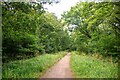 Staple Fitzpaine : Whitford Copse Footpath in TA3 7BY