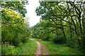 Staple Fitzpaine : Staple Park Wood Footpath in TA3 5BQ