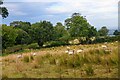 Staple Fitzpaine : Grassy Field & Sheep in TA3 5SH