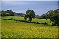 Staple Fitzpaine : Crop Field in TA3 5SH