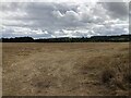 Stubble near Netherwitton in NE61 4NJ
