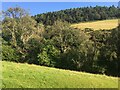 Field and trees near Llanafan in SY23 4BA