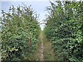 A footpath between hedges in DE7 6BJ