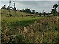 Cattle resting near pylon in FK2 0LU