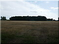 Stubble field and Blackheath Wood in PE33 9RL