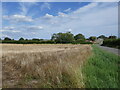 Stubble field between Wretton and Stoke Ferry in PE33 9QN