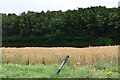 Waltham: Cereal Crop and beyond, Upper Hardres Wood in CT4 5PR