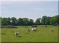 Curious sheep, Stonehall Farm, Kempsey Common in WR5 3QB