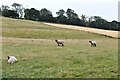 Elmsted: Grazing sheep in Elmsted