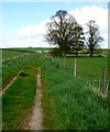 Farm track north of Cokers Frome in DT2 7FR