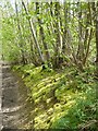Woodland footpath approaching Bysing Wood Road in ME13 7FZ