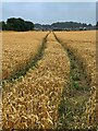 Tractor lines in a wheatfield in S64 8HH