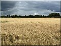 Field of barley under a leaden sky in SY22 6SJ
