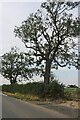 Trees by Blisworth Road, Roade in NN7 2QB