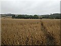 Wheat field at Risbury in HR6 0NJ