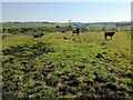 Cattle near Tower Farm in South Lanarkshire